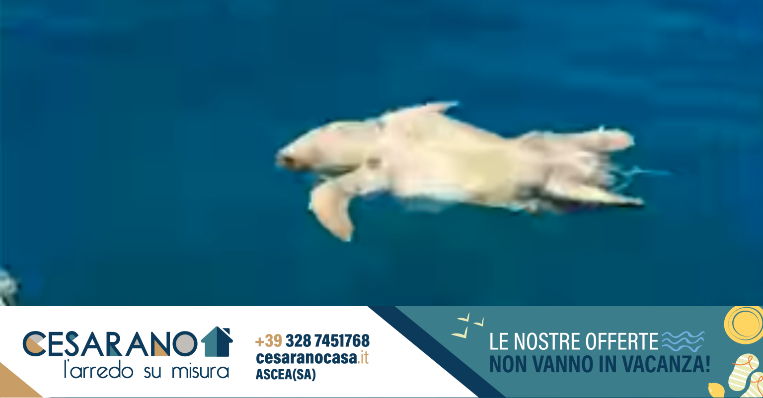Tartaruga marina morta a largo di Santa Maria di Castellabate, forse ...