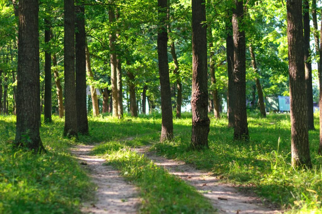 Foreste: dalla Regione un piano integrato tra pianificazione, prevenzione e nuovi investimenti