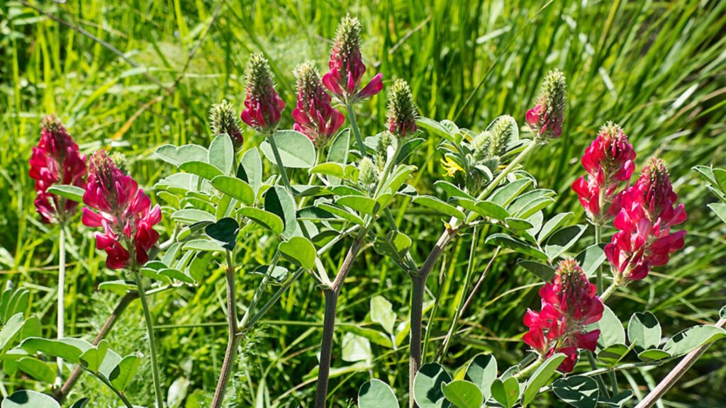 Aprile alle erbe: a San Mauro Cilento, un mese di eventi dedicati alle erbe di primavera