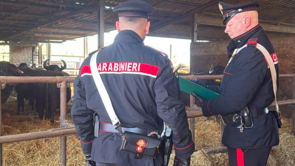 Aggressione in azienda zootecnica ad Albanella: 59enne ferita, aggressore irreperibile