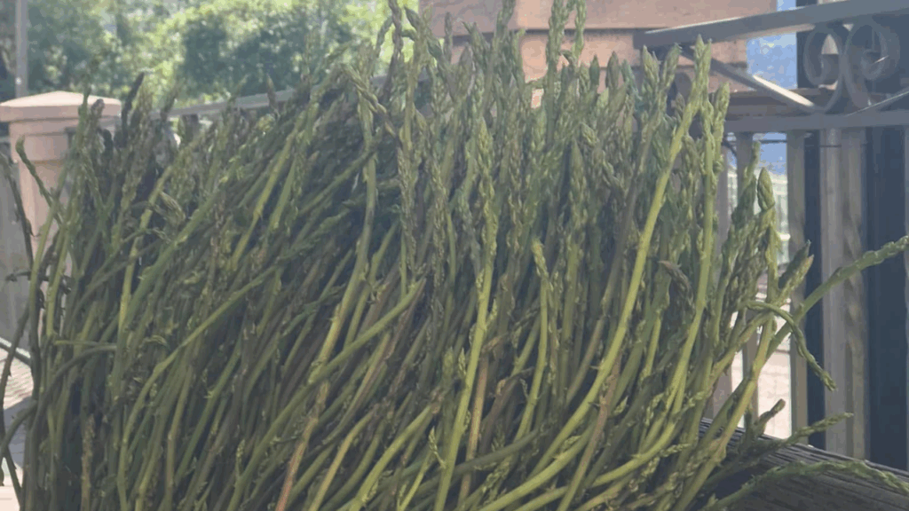 Roscigno celebra il gusto e la tradizione con la XIV festa dell’asparago selvatico