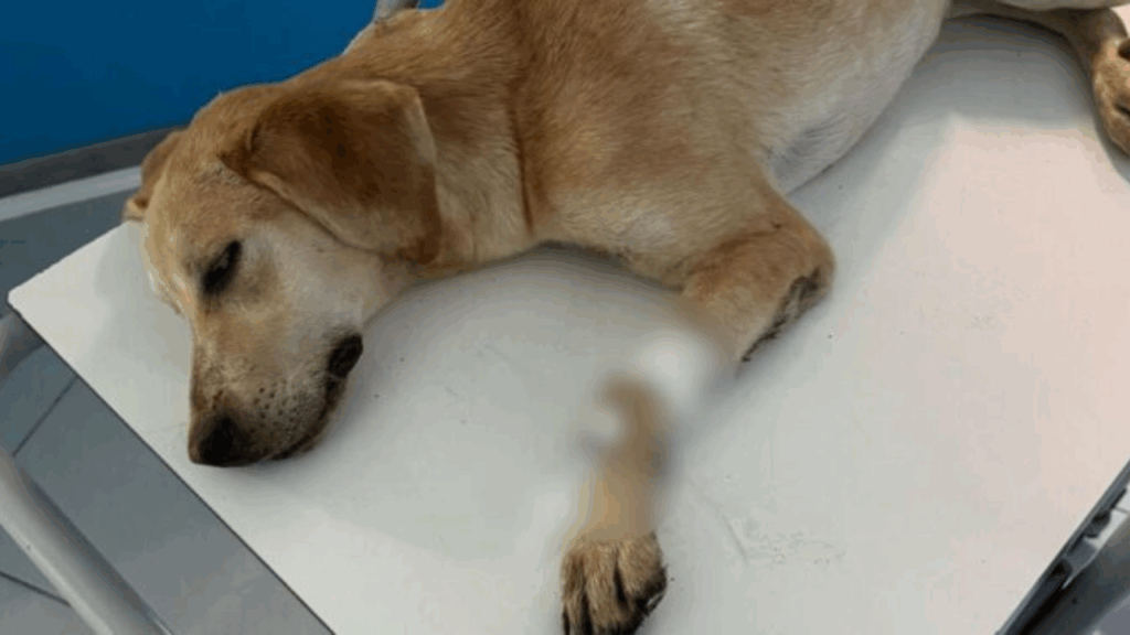 Sanza, avvelenati due cani: hanno ingerito esche tossiche lasciate da ignoti