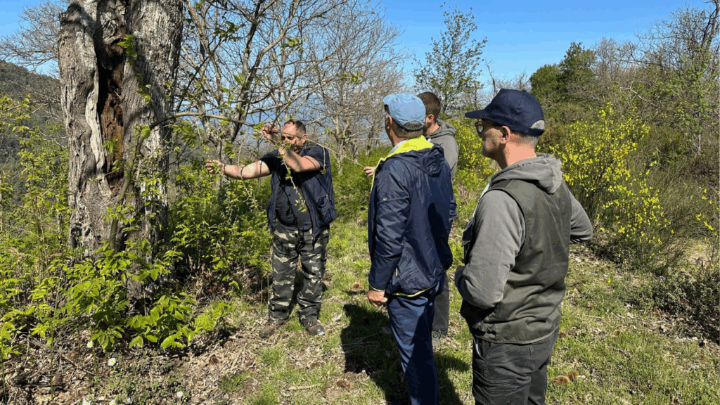 Futani, il cinipide minaccia i castagneti: sopralluogo di esperti sul territorio