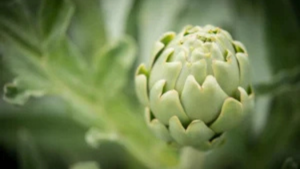 Venerdì la conferenza stampa della XIII edizione di Bianco Tanagro