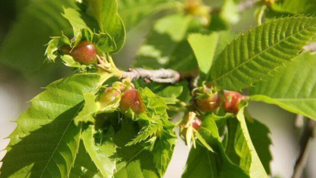 Emergenza cinipide del castagno: il Codacons Cilento al fianco del sindaco di Futani