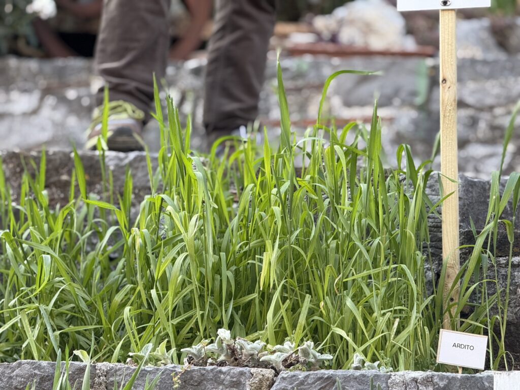 Caselle in Pittari, 120 varietà di frumento seminate nel centro storico: nasce la «borgoteca del grano»