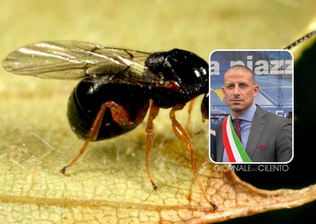 Futani, il sindaco Trivelli lancia l’allarme: «Nuova emergenza cinipide del castagno, servono interventi urgenti»
