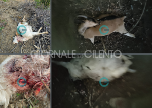 Lupi ancora all’attacco nel Parco del Cilento: gregge decimato a Monteforte Cilento