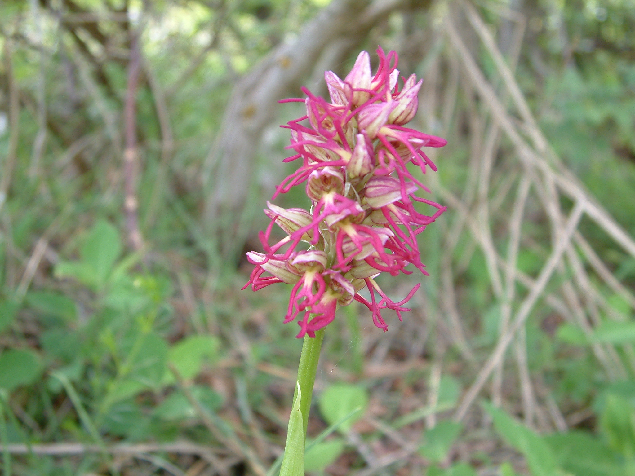La Valle delle Orchidee: il paradiso del Cilento fiorisce a Sassano