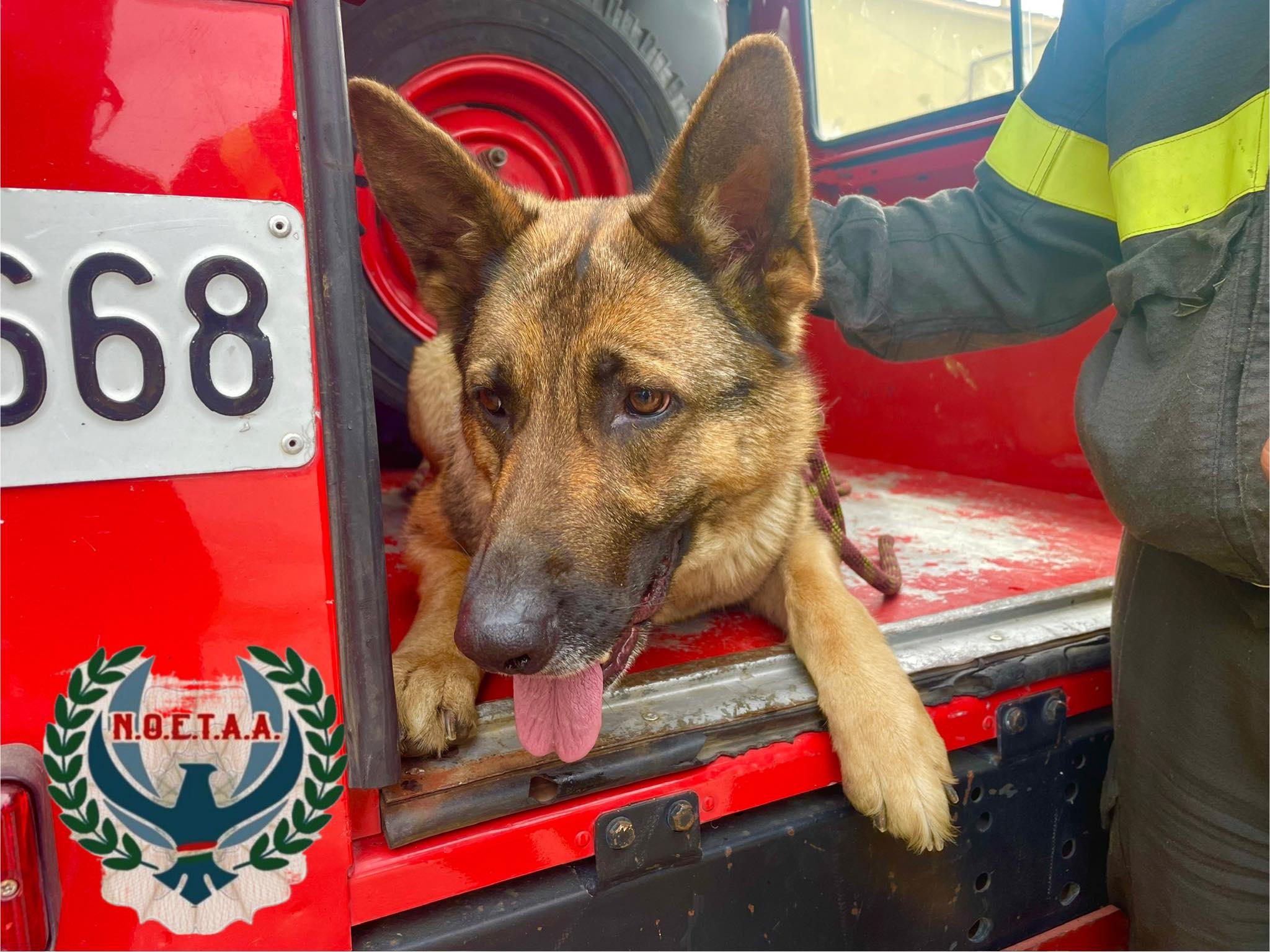 Capaccio Paestum, pastore tedesco salvato dai Vigili del Fuoco: si cerca il proprietario