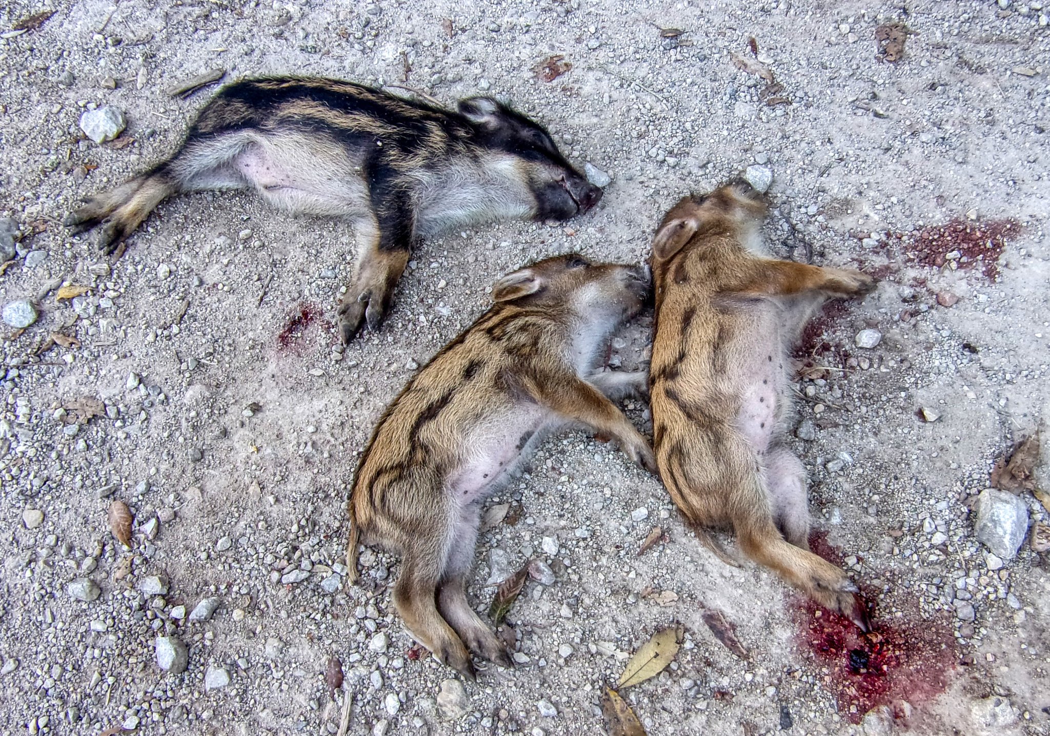 Cuccioli di cinghiale trovati senza vita sui Picentini: la scoperta degli escursionisti