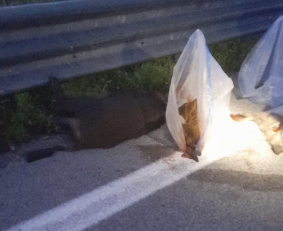 Incidente all’alba sulla Cilentana: auto travolge due cinghiali, distrutta la vettura