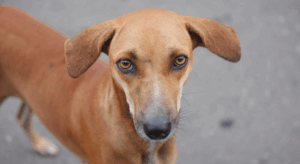 Adozioni di animali a distanza, come funzionano e perché stanno crescendo anche in Italia