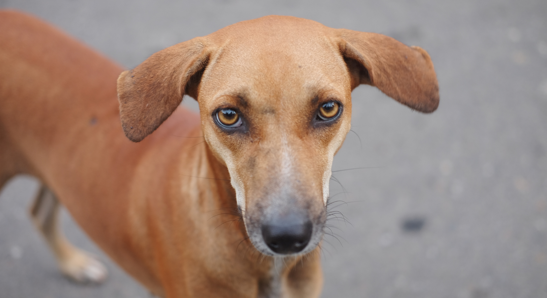 Benessere animale e lotta al randagismo: a Sicignano degli Alburni nuovi incentivi