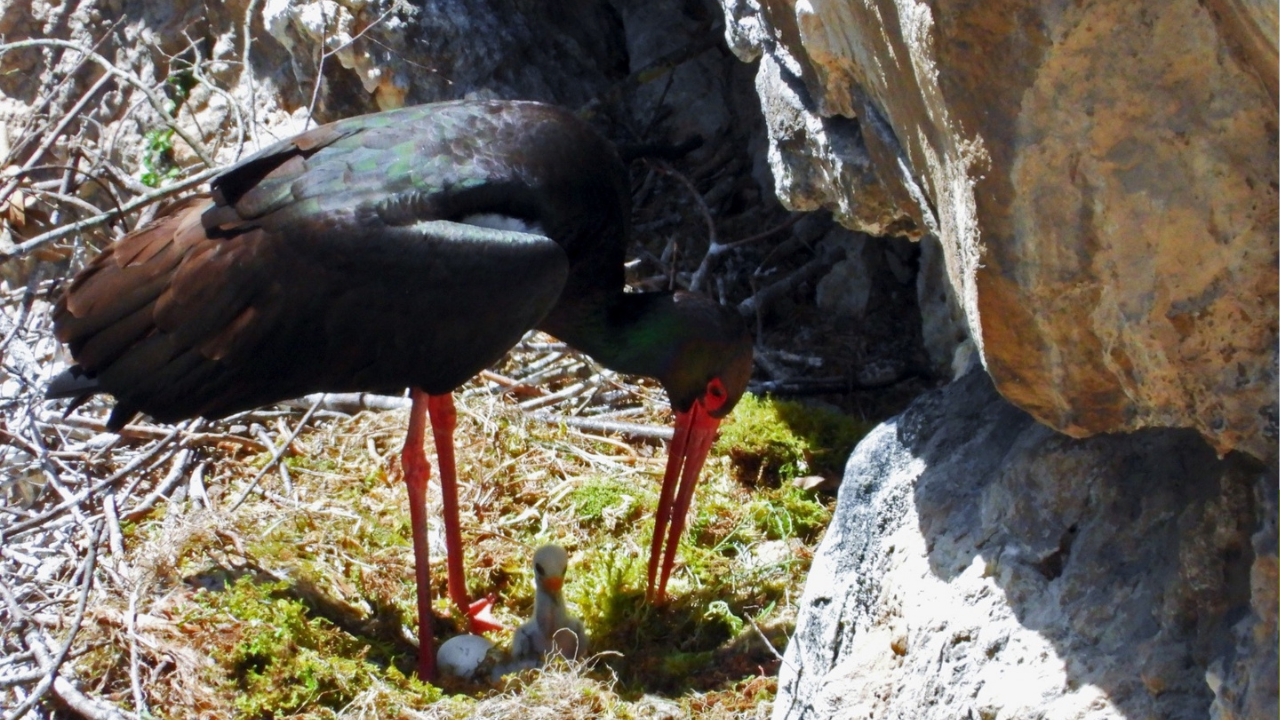 Ritrovato un nuovo nido di cicogna nera nel Cilento: «Un’immagine di speranza»