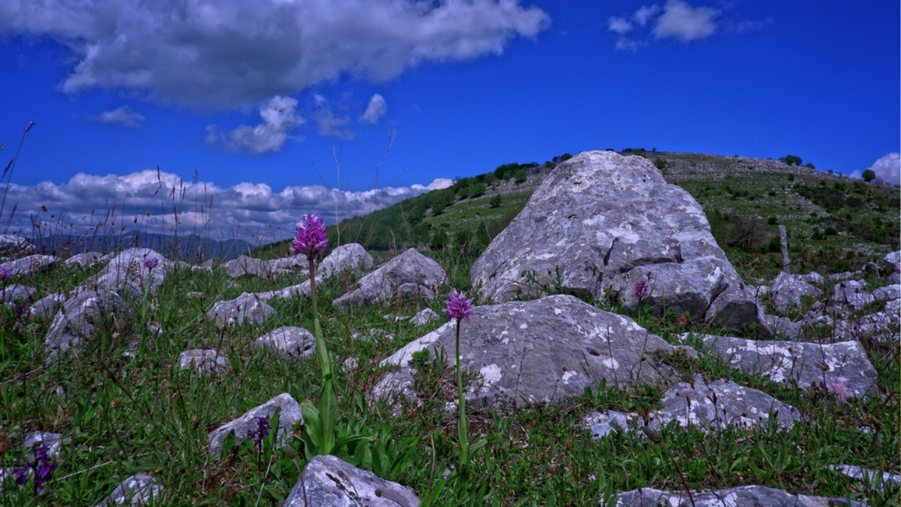 Sassano celebra le orchidee: dal 31 maggio al 2 giugno la festa della natura e della biodiversità