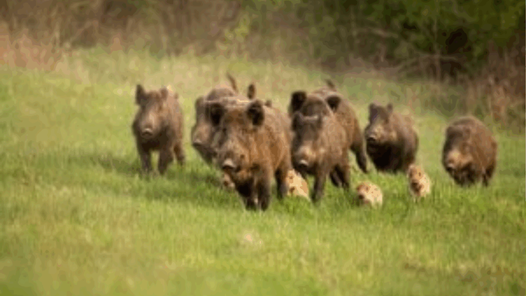 Recinzioni cinghiali, rischio esclusione dai contributi regionali: protesta il sindaco di Futani