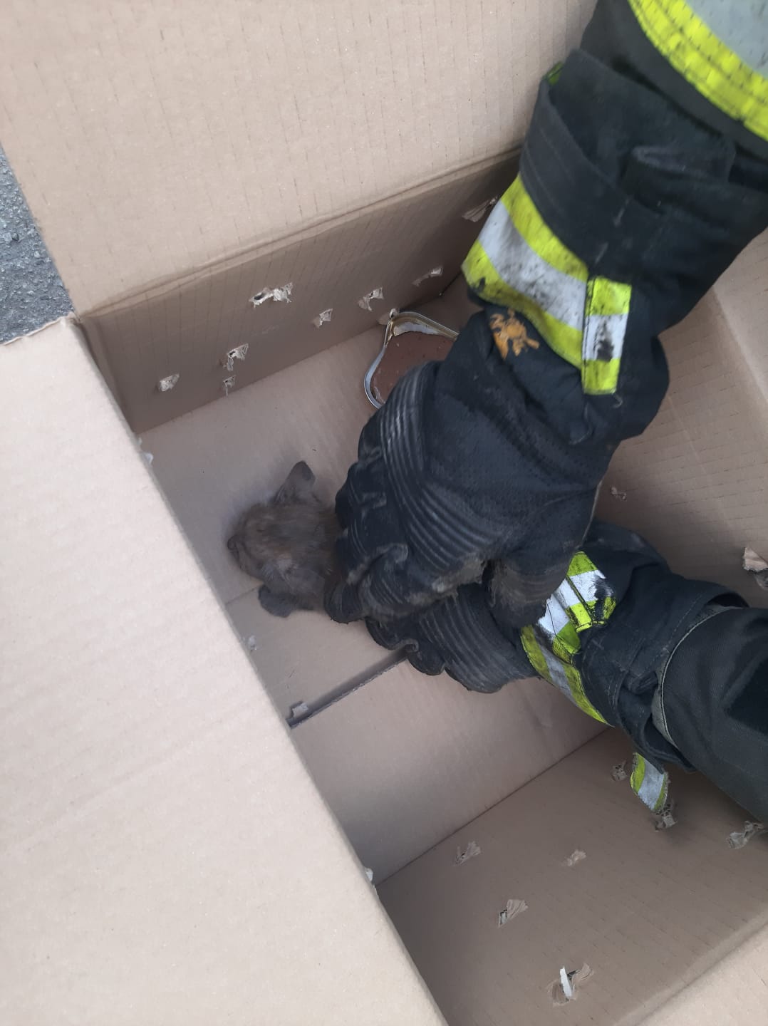 Agropoli, 80 km con un gattino intrappolato nel motore, salvato dai vigili e adottato dall’automobilista