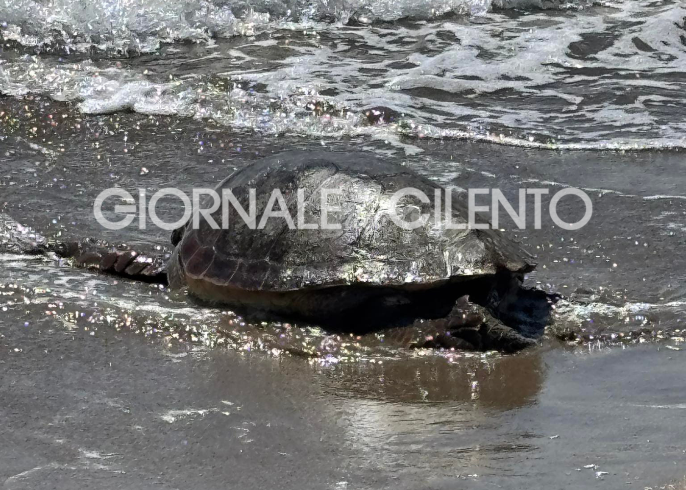 Tartaruga marina trovata spiaggiata lungo il litorale di Paestum: allertata la guardia costiera