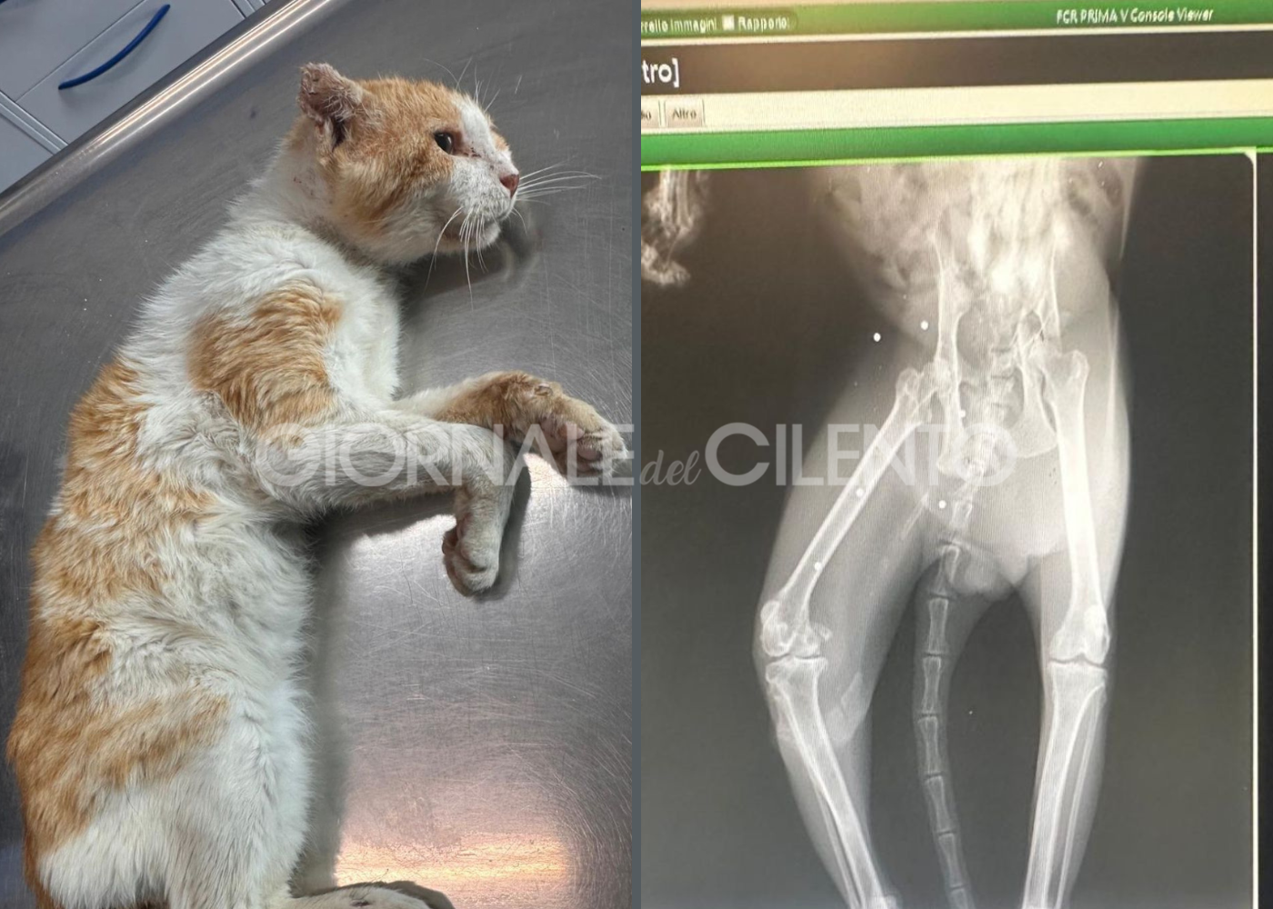 Colpito da pallini, salvato in extremis: la storia di Giampy e l’ennesimo atto di crudeltà nel Cilento