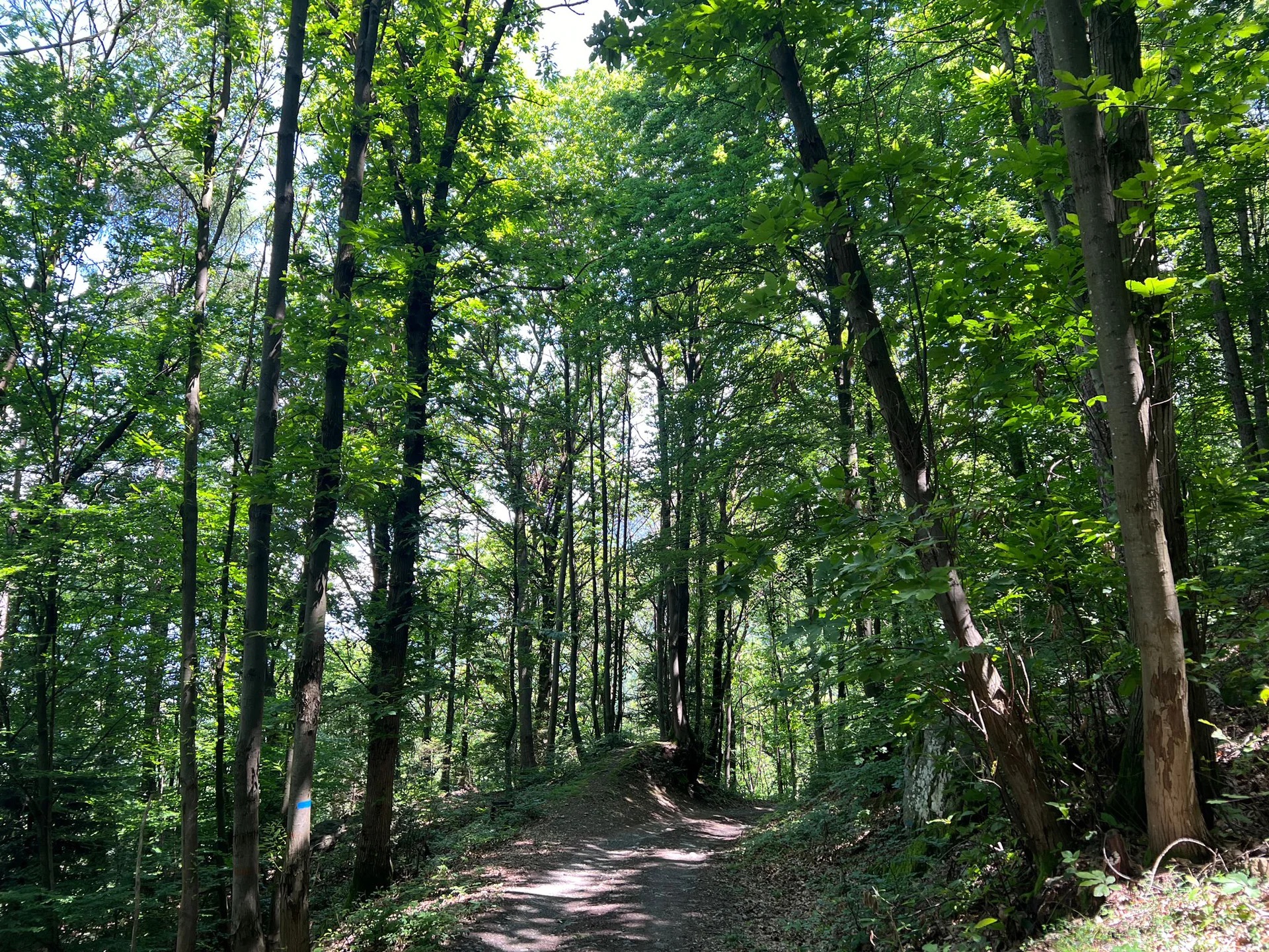 Gestione forestale, Vibonati adotta il nuovo piano