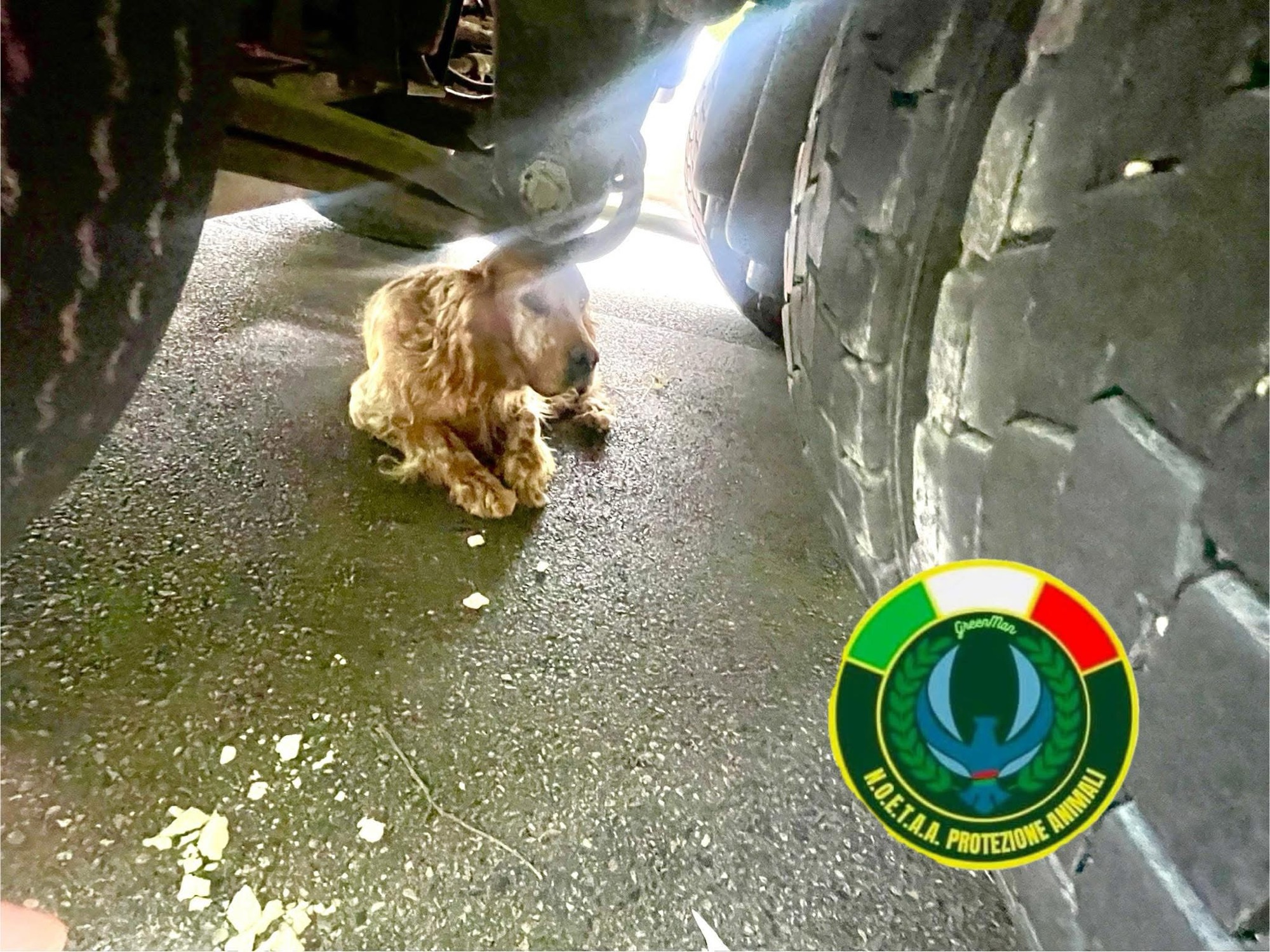 Eboli, cane finisce sotto un tir: salvato
