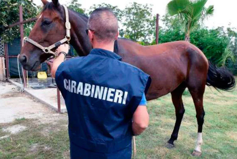 Lavoratore sfruttato in un maneggio a Ogliastro Cilento: arrestata la titolare