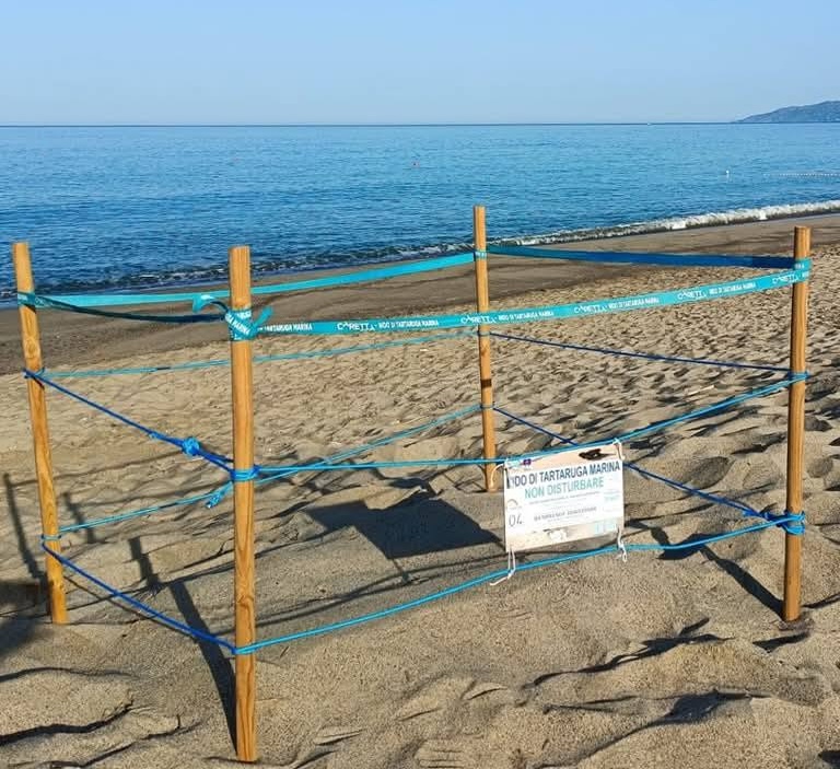 Ascea, scoperto un nuovo nido di tartaruga Caretta Caretta: sono già tre nel Cilento
