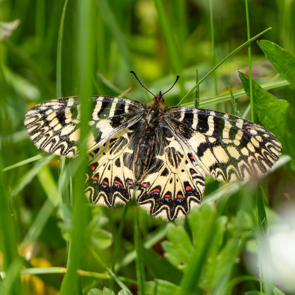 Cilento, avvistata per la prima volta la rara farfalla Zerynthia cassandra