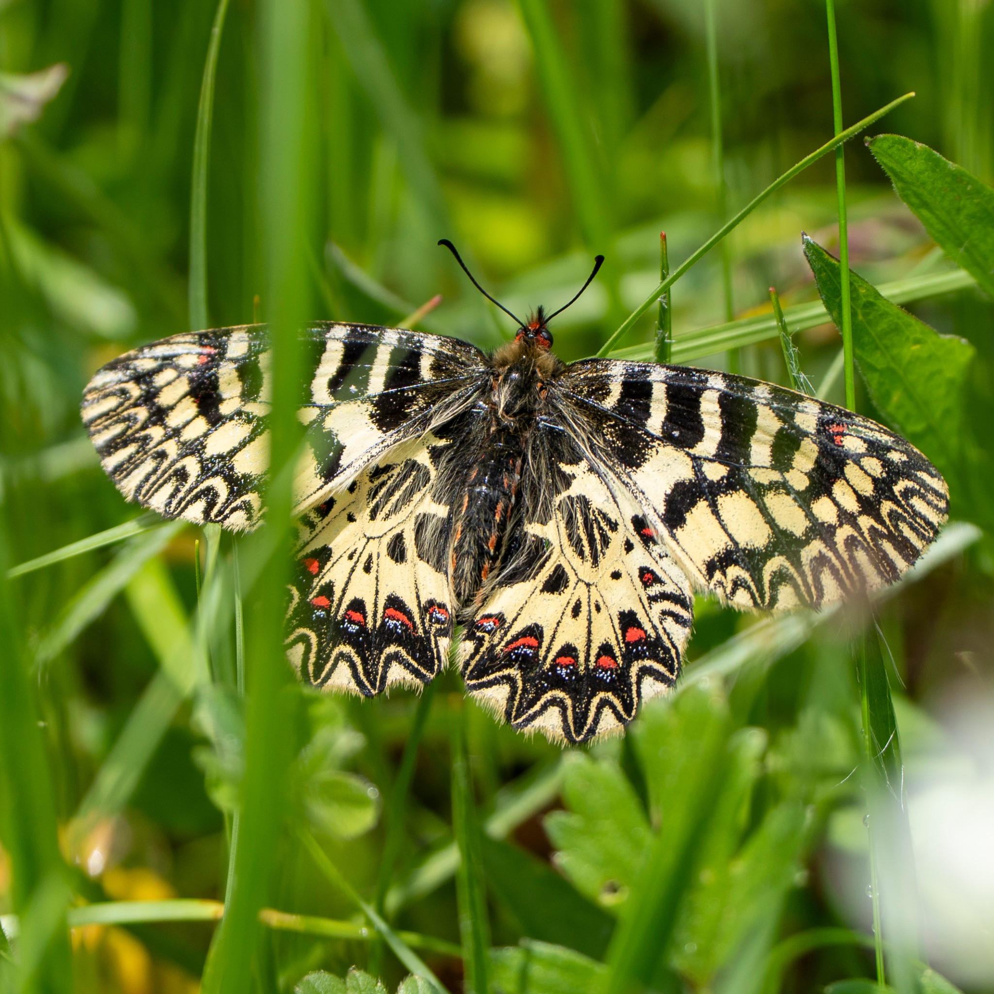 Cilento, avvistata per la prima volta la rara farfalla Zerynthia cassandra