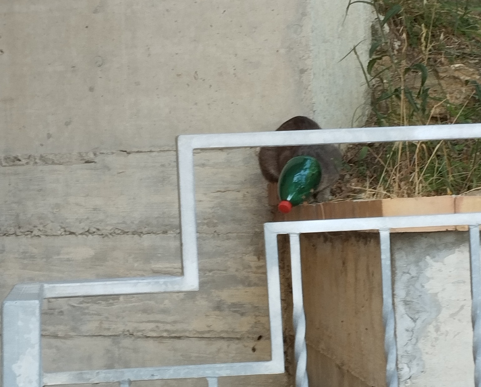 Ascea, Ramses salvo dopo tre giorni con la testa intrappolata in una bottiglia