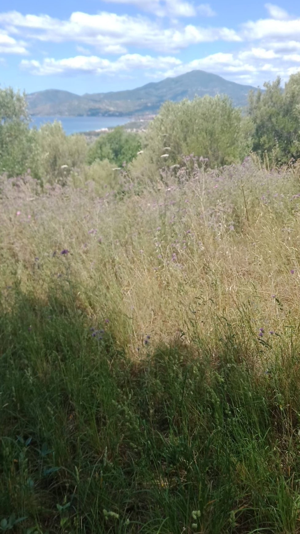 La denuncia di ‘Ascea in Testa’: «Degrado e rischi incendi nel Giardino degli Ulivi»