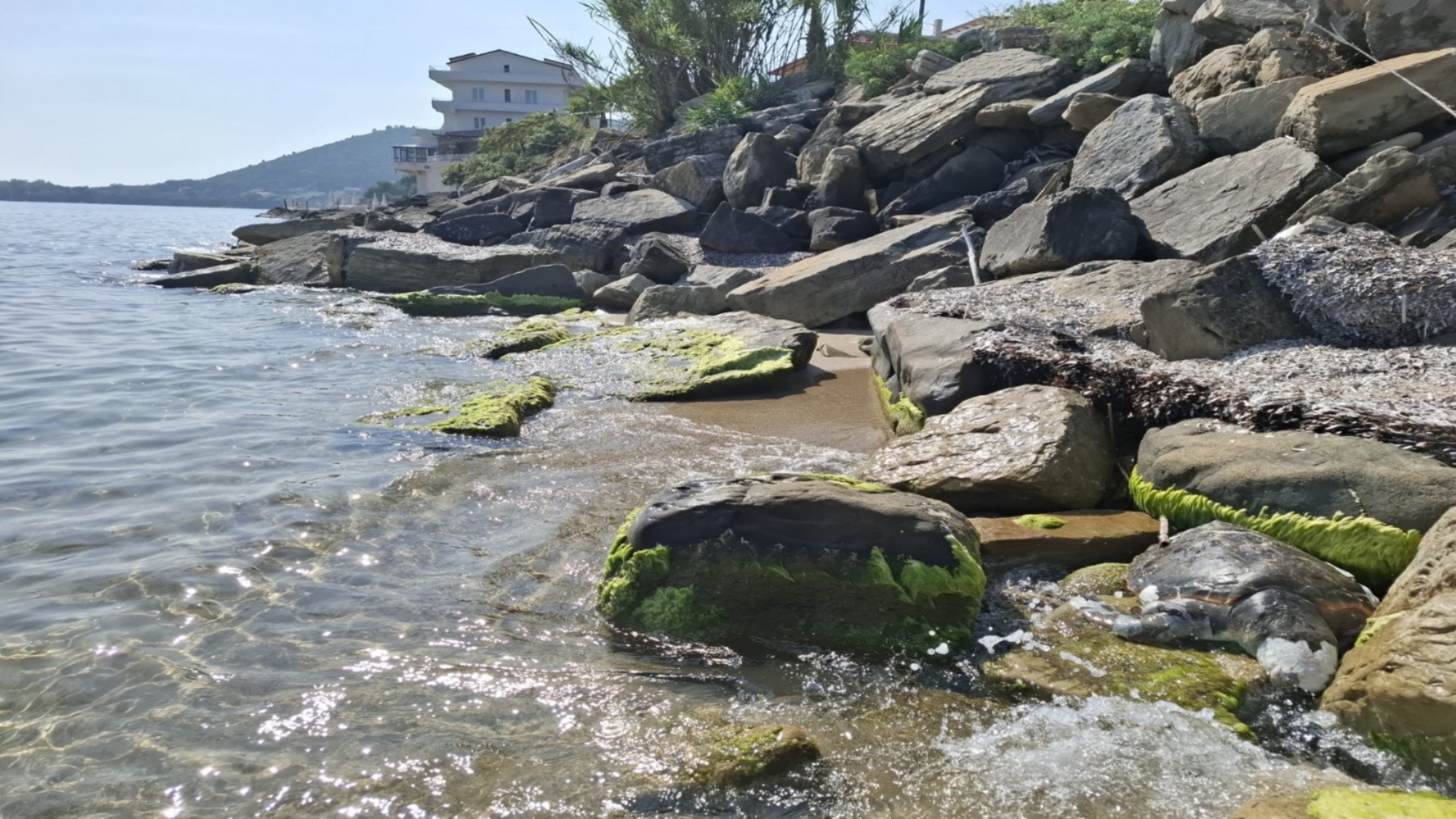 Castellabate, tartaruga Caretta caretta trovata morta sulla spiaggia di Baia Arena
