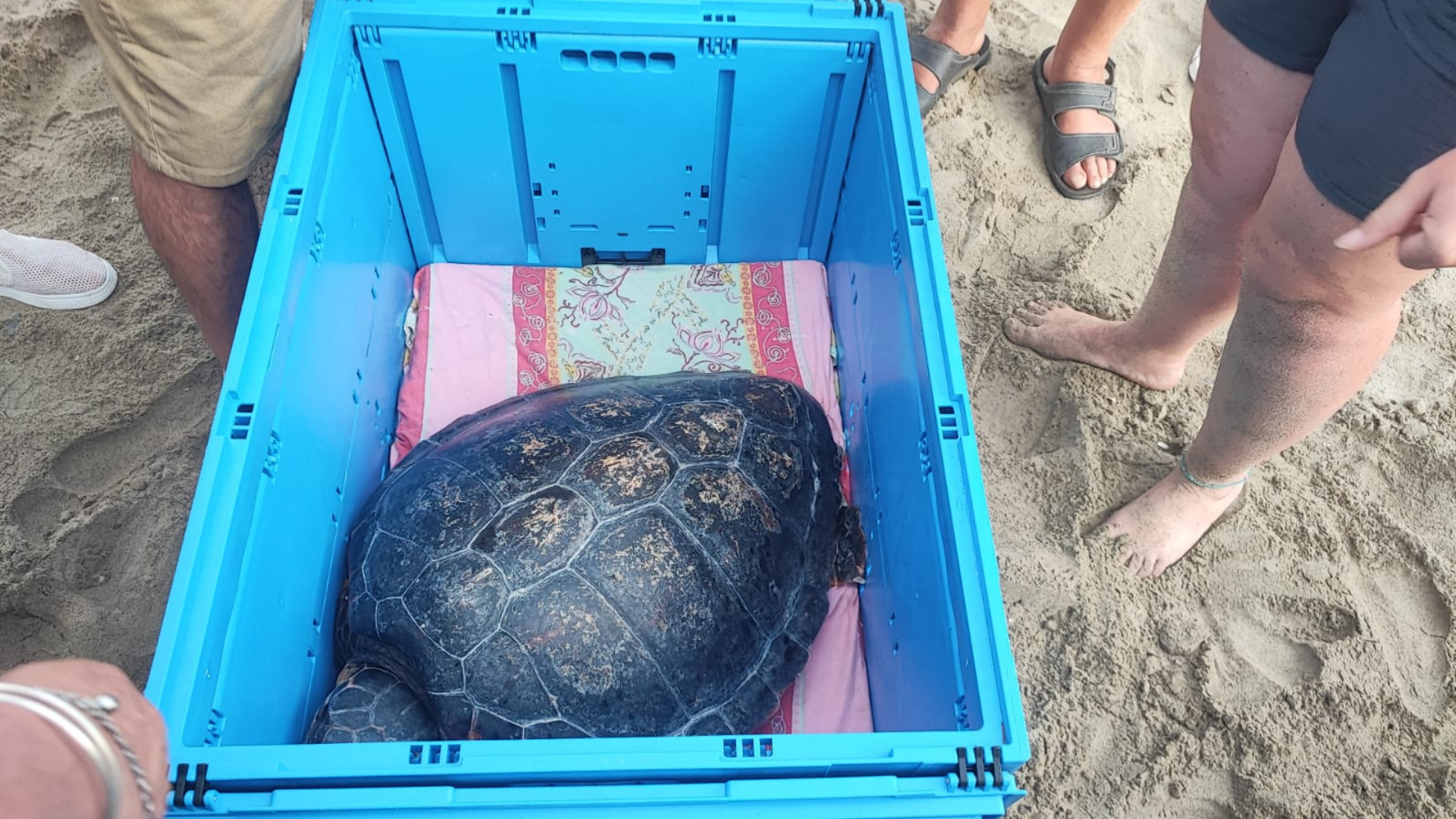 Marina di Casal Velino: dopo le cure tornano in mare quattro tartarughe