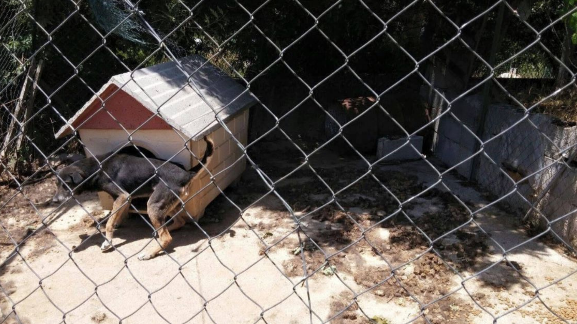 Maltrattamento di animali: quattro persone denunciate nel Salernitano