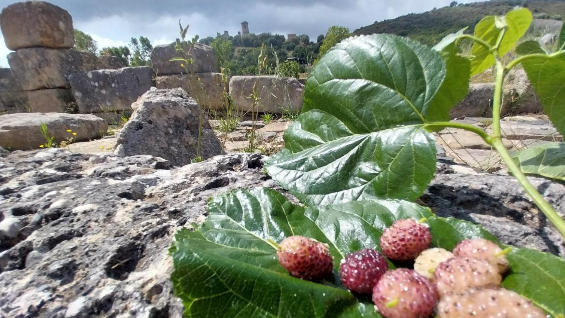 Parco Archeologico di Velia, tra gelsi e nuova app: il 6 giugno l’evento speciale
