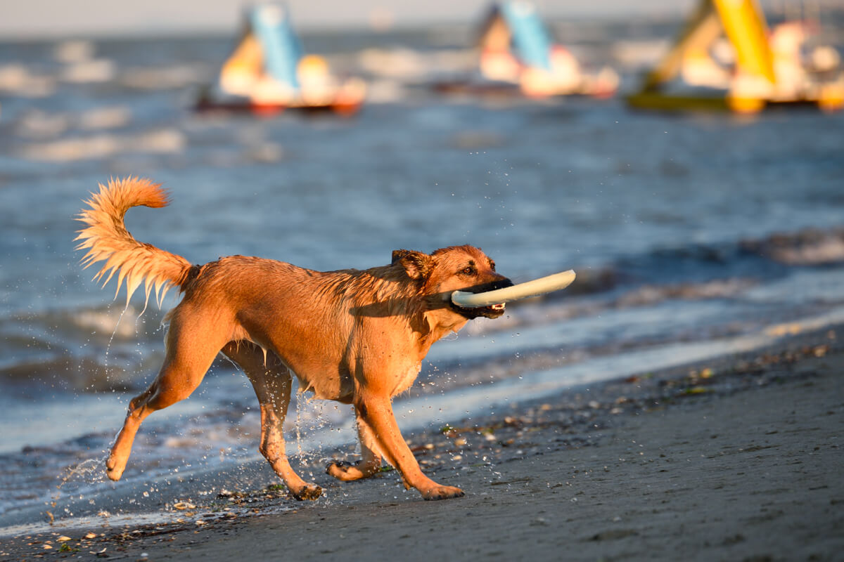 Lite in spiaggia a Castellabate: 36enne aggredito dopo una discussione per un cane
