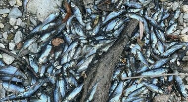 Strage di pesci nel fiume Tusciano: corso d’acqua prosciugato