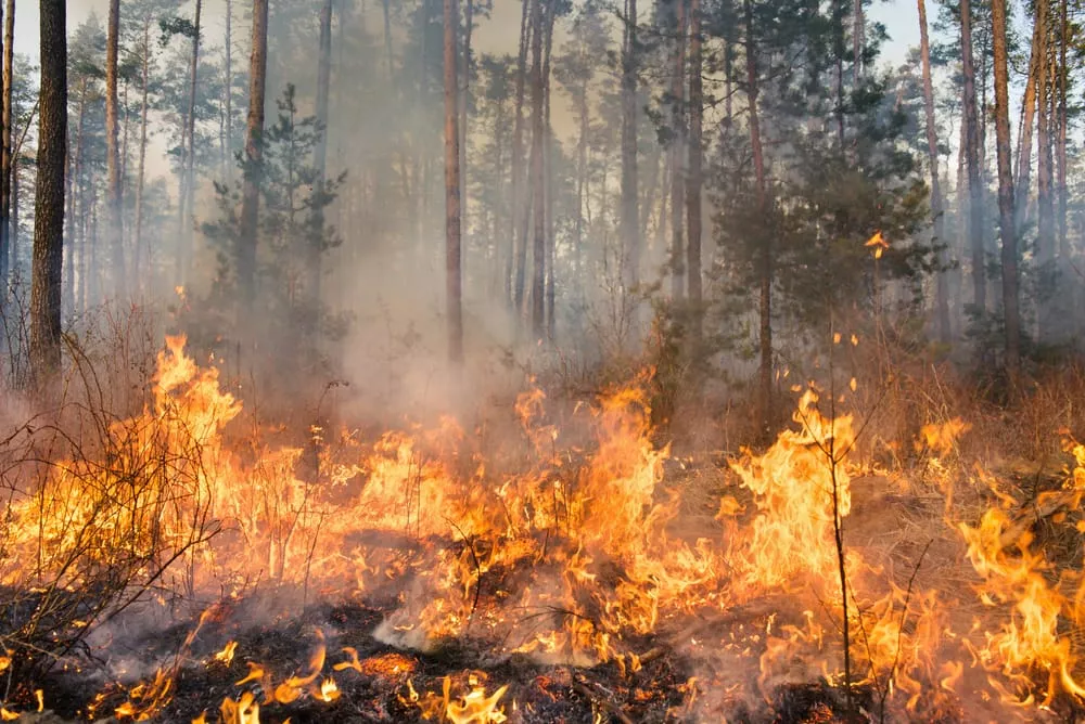 Incendi boschivi, dal 15 giugno alto rischio: no a fuochi all’aperto, braciate nei boschi e giochi pirotecnici