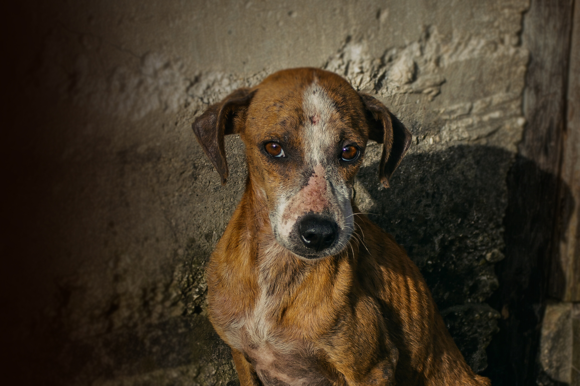 Cani maltrattati nel Vallo di Diano: quattro persone denunciate