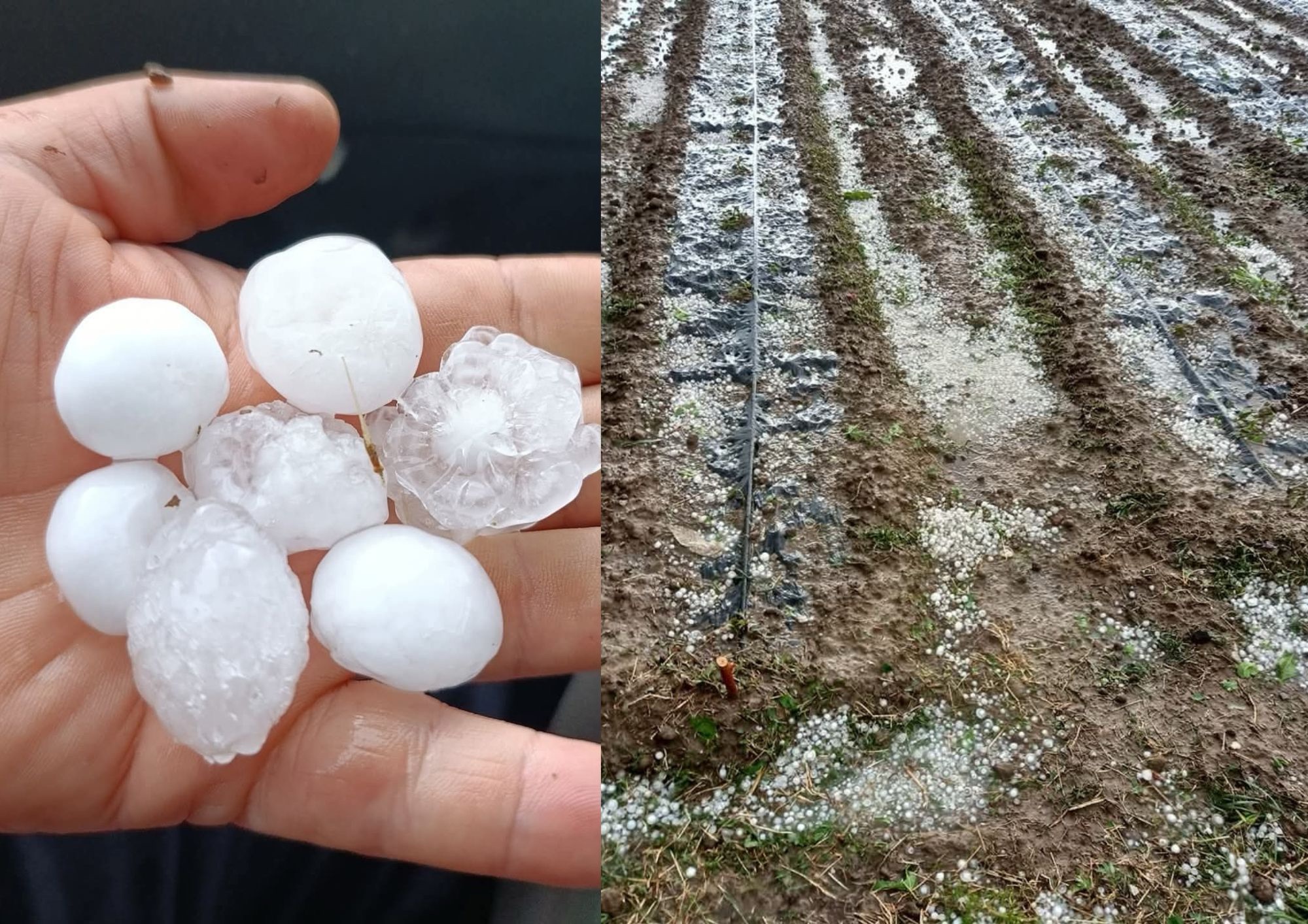 Maltempo nel Vallo di Diano: grandinata e vento distruggono colture, Coldiretti lancia allarme