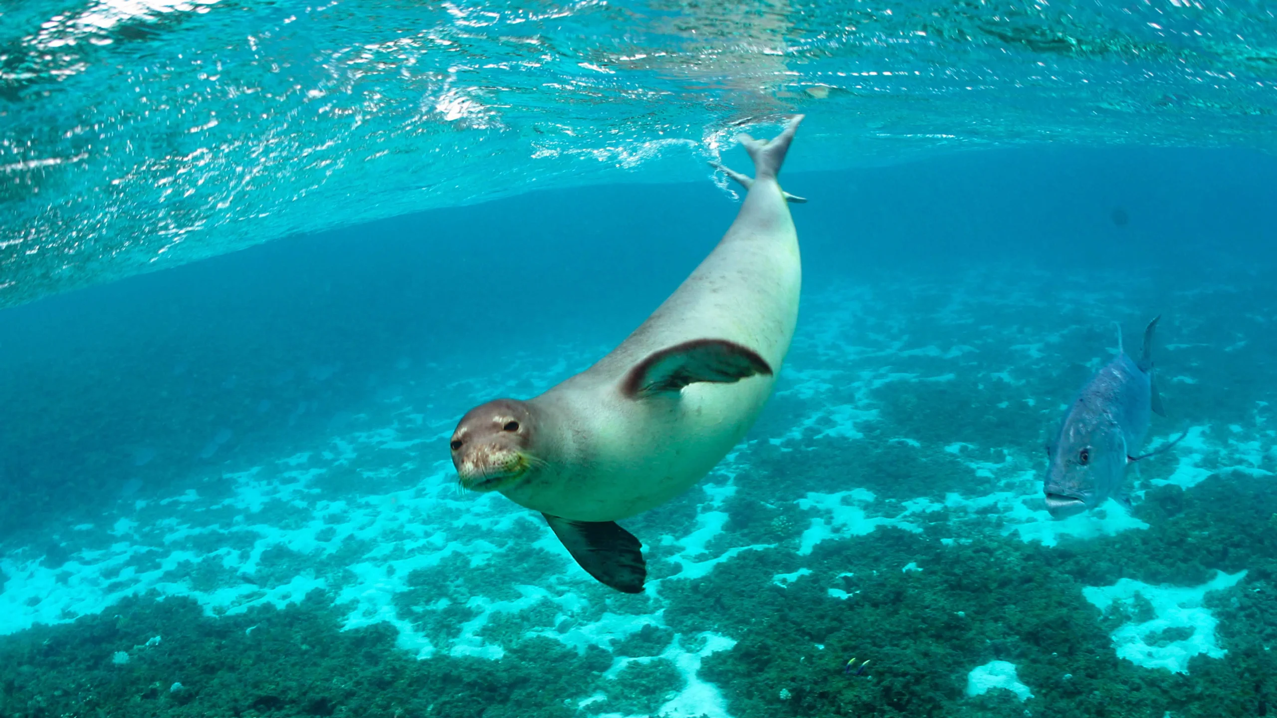 Dopo un secolo, torna la foca monaca mediterranea. Il Cilento ad Ischia con esperti di Ispra e le Amp