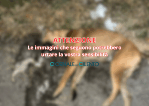 Magliano Nuovo, terzo cane avvelenato: cresce l’allarme in paese