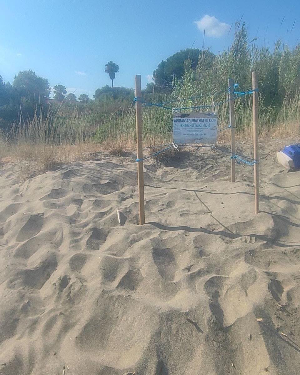 Castellabate, scoperto il primo nido di tartaruga Caretta Caretta dell’estate 2025