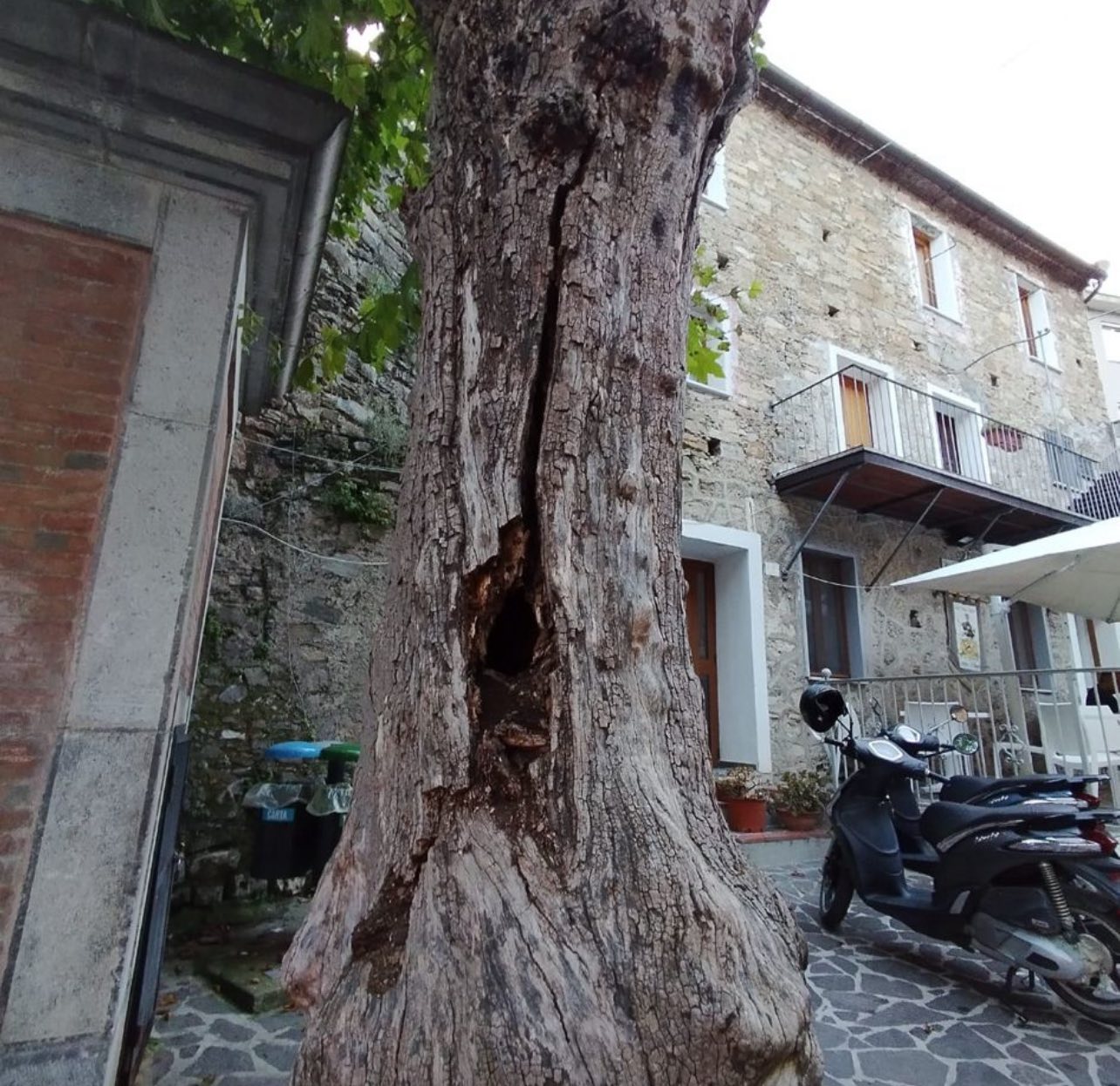 Vibonati, tagliato il platano in piazza Nicotera per motivi di sicurezza