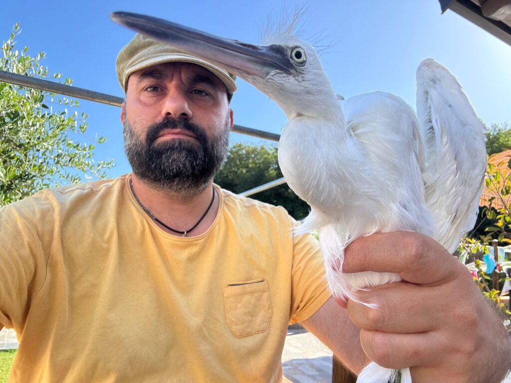 Una garzetta in mezzo al mare: salvata al largo di Marina di Camerota grazie a una rete di volontari