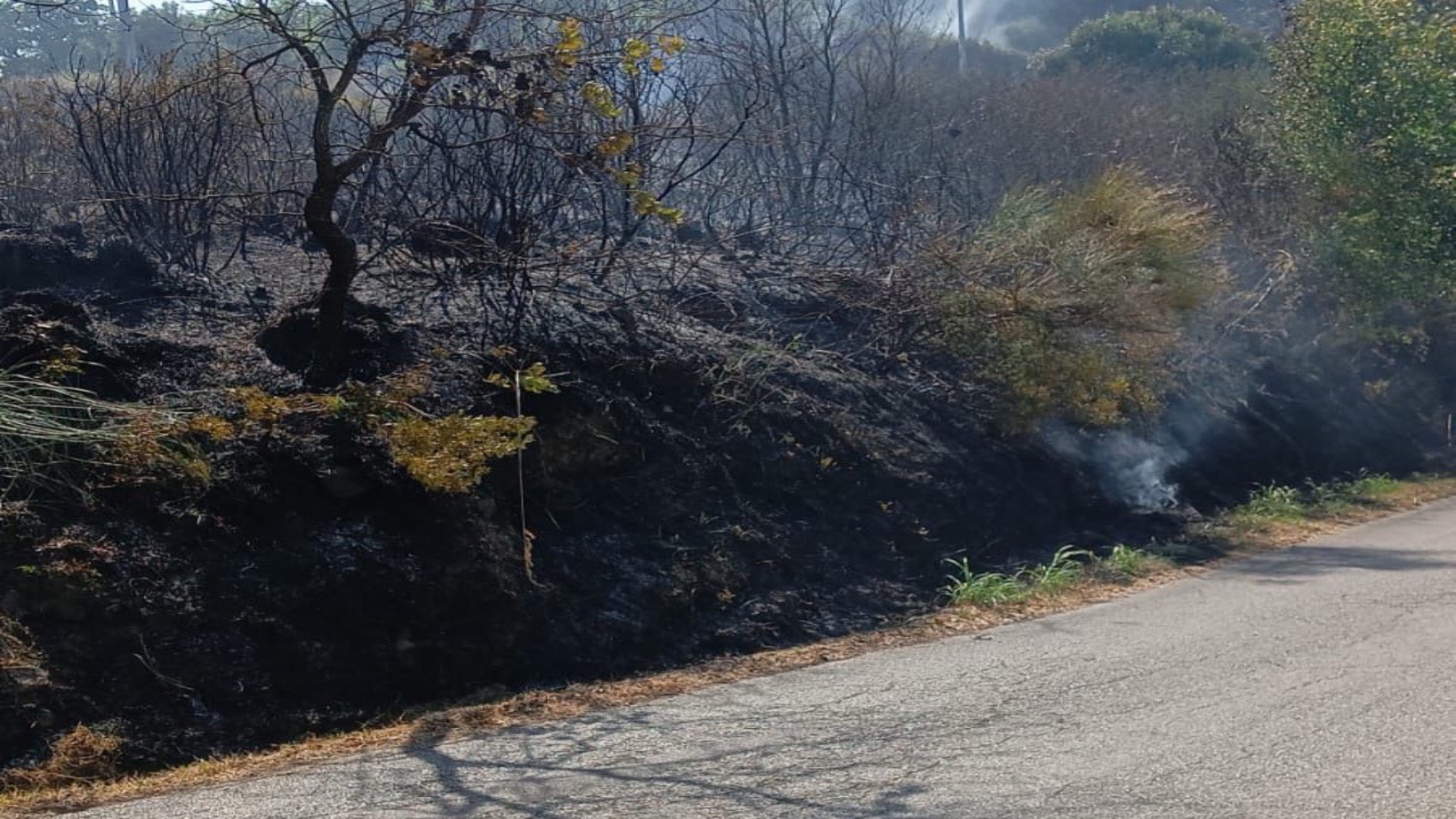 Fiamme nel Cilento: incendio a San Giorgio di Casal Velino, minacciate alcune abitazioni