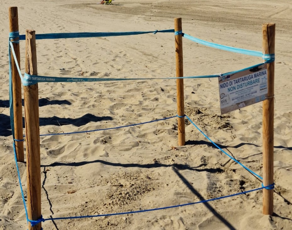 Acciaroli, scoperto il terzo nido di tartaruga Caretta caretta