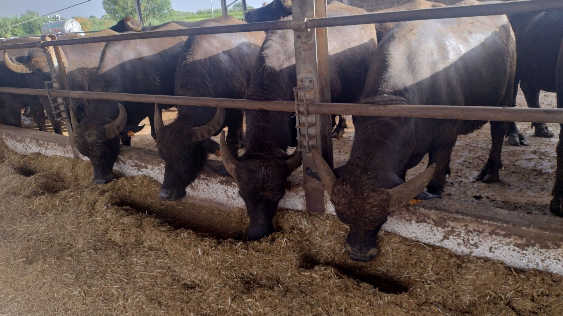 L’invito di Coldiretti Campania: «Benessere animale avanti tutta»