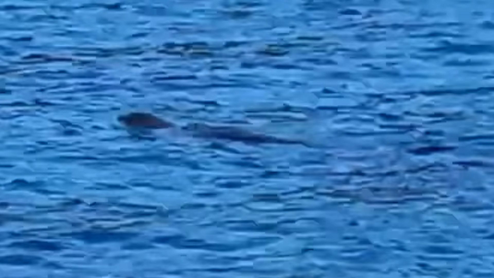 Un’escursione diventata leggenda: foca monaca avvistata tra Agnone e Punta Licosa